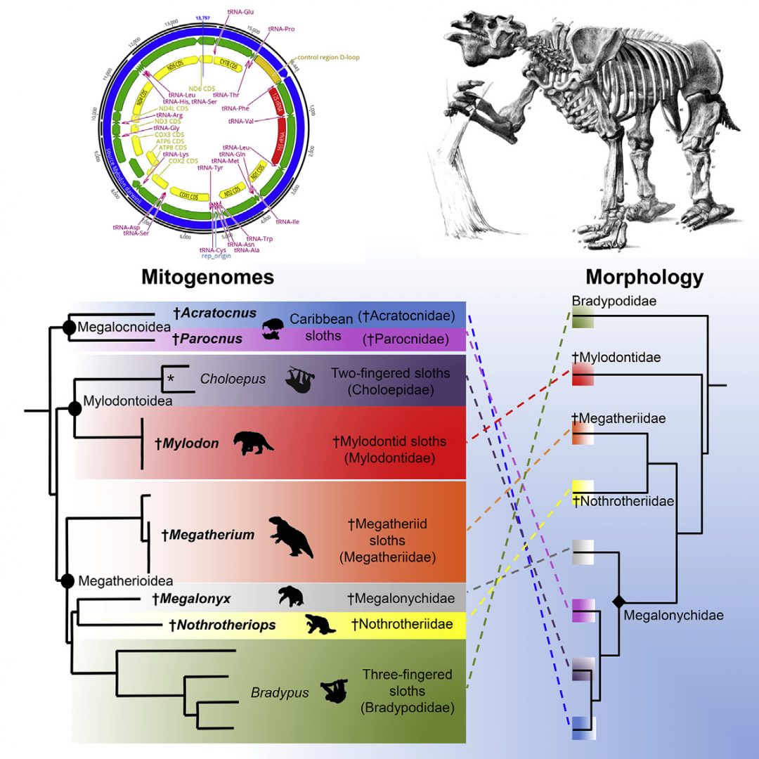 Ancient Mitogenomes Reveal the Evolutionary History and Biogeography of Sloths