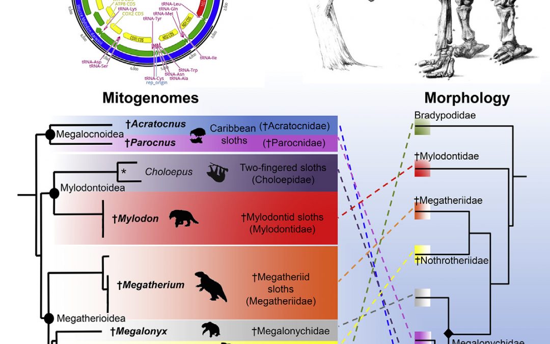 Ancient Mitogenomes Reveal the EvolutionaryHistory and Biogeography of Sloths